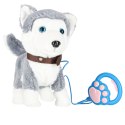 Piesek interaktywny na smyczy szczeka chodzi rusza ogonem Husky