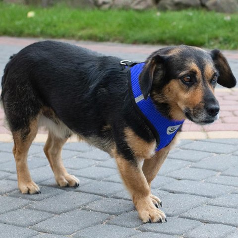 Szelki bezuciskowe spacerowe regulowane odblask dla psa kota + smycz rozmiar XL