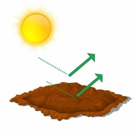 Słonecznik czarny 15 kg