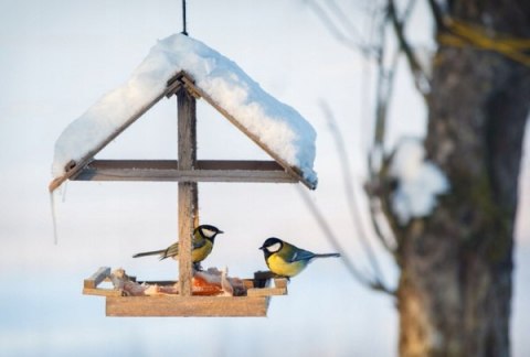Mieszanka dla ptaków Classic omix 10kg